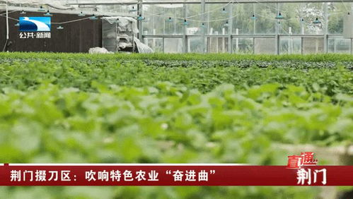 荊門掇刀區 吹響特色農業奮進曲，譜寫農林牧漁新篇章