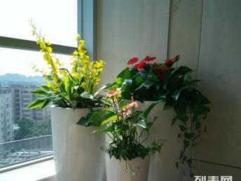 廣州綠植租賃與鮮花綠植購買指南 打造室內空間的自然生機